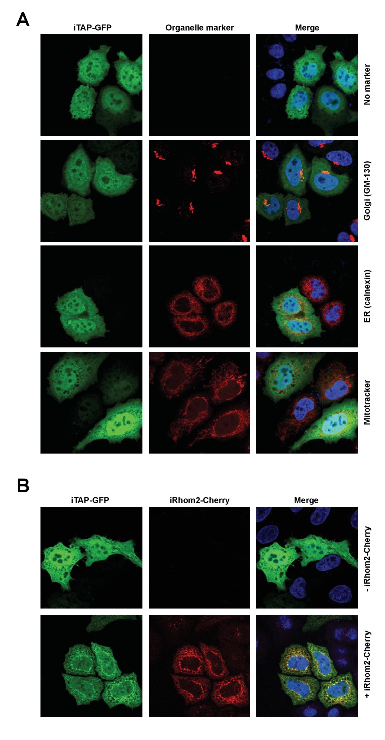 Figure 2—figure supplement 1.