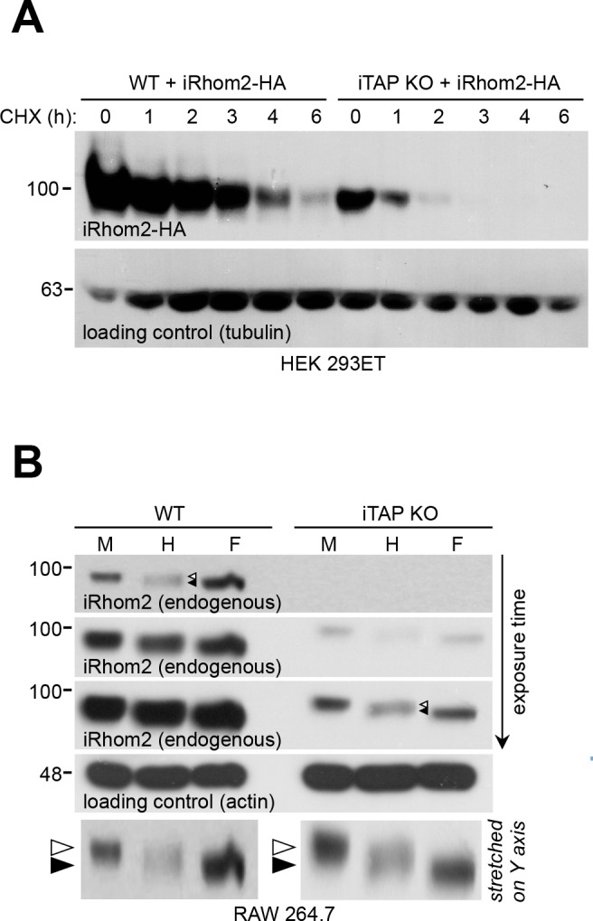 Figure 5—figure supplement 1.