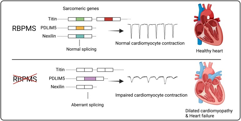 Graphical Abstract