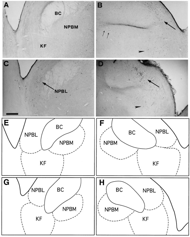 Fig. 8.