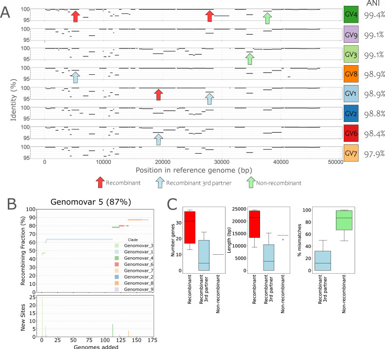 Genome identity % for different genotypes with recombinant events indicated. Recombination fraction for Genomovar 5. Box plots compare recombination length, gene number, and % mismatches between non-recombinant and recombinant groups.