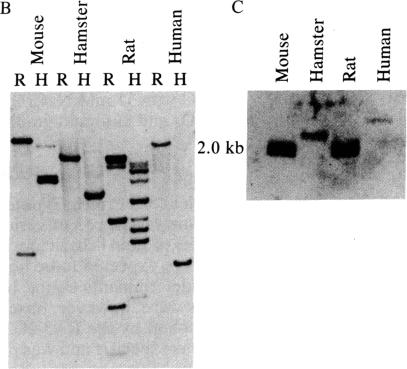 graphic file with name pnas00343-0166-a.jpg