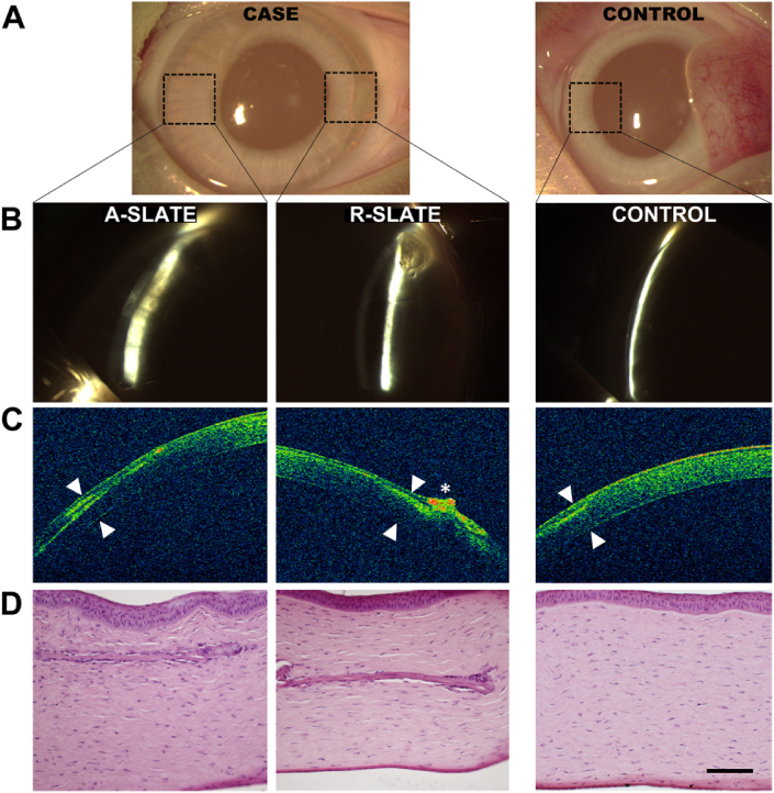 Fig. 10