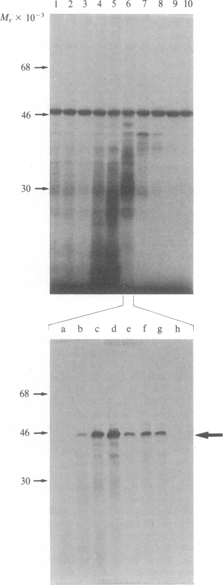 graphic file with name pnas00612-0093-b.jpg