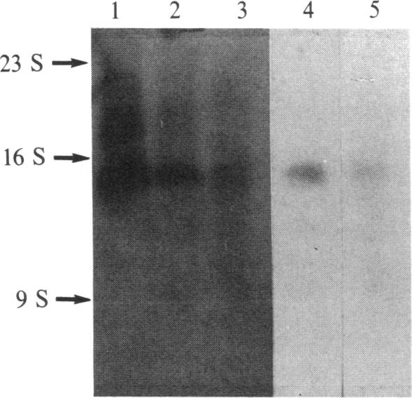 graphic file with name pnas00612-0094-a.jpg