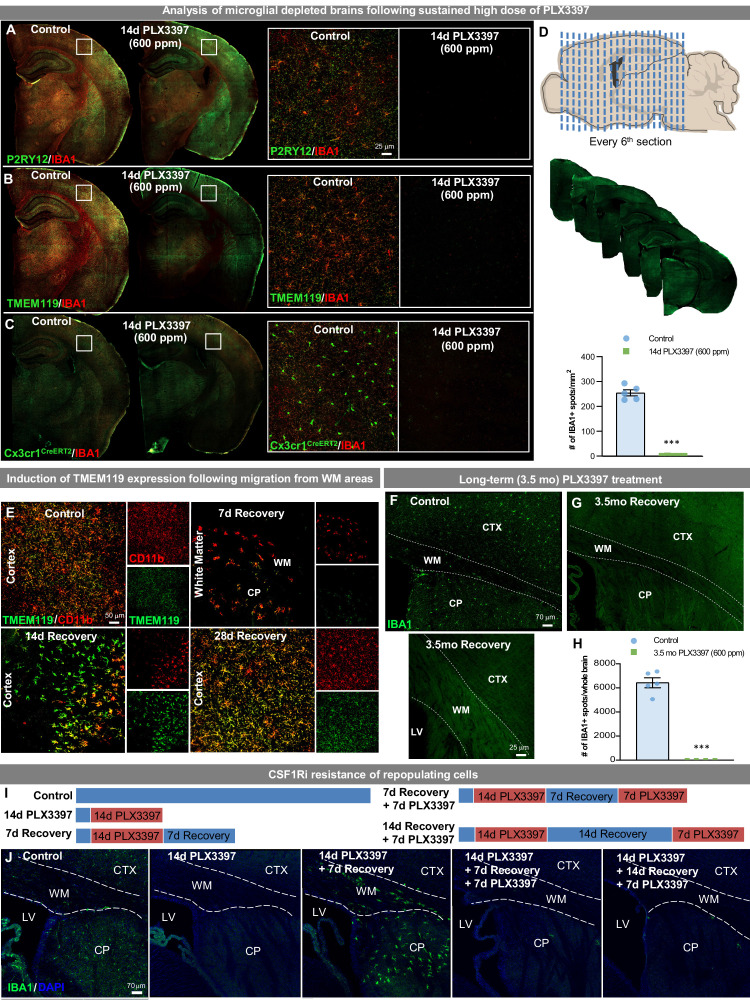 Figure 3—figure supplement 1.