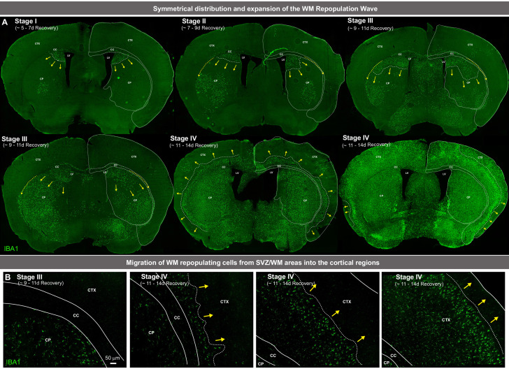 Figure 2—figure supplement 1.