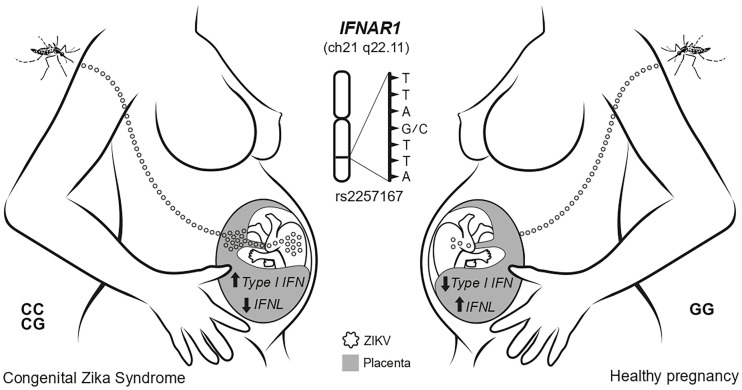 Figure 6