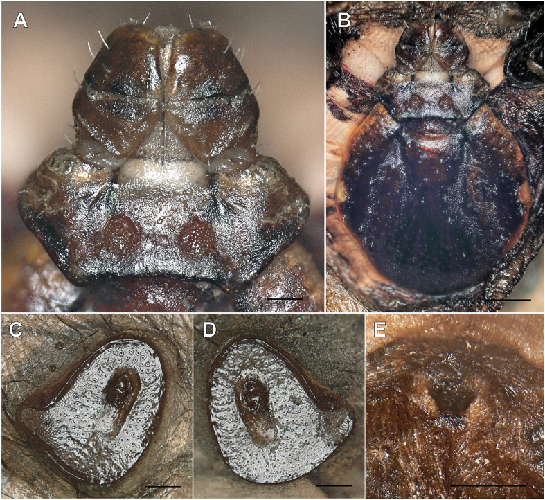 Fig. 1