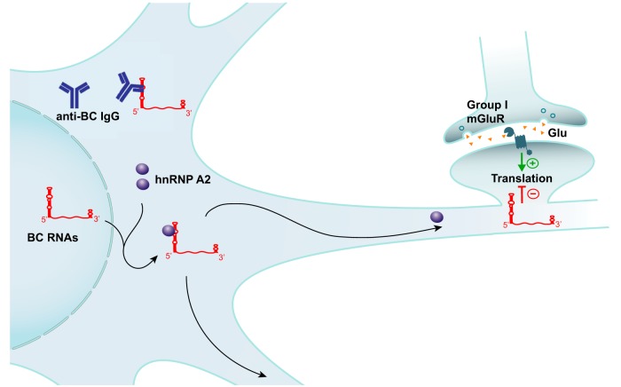 Figure 12.