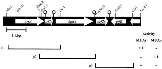 FIG. 1.