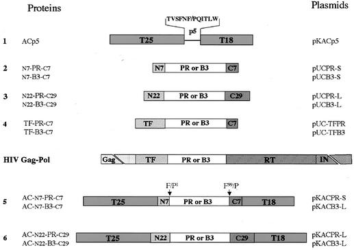 FIG. 1.