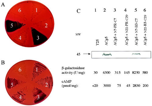 FIG. 2.