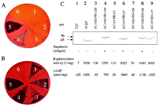 FIG. 3.