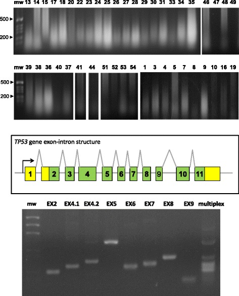 Fig. 7