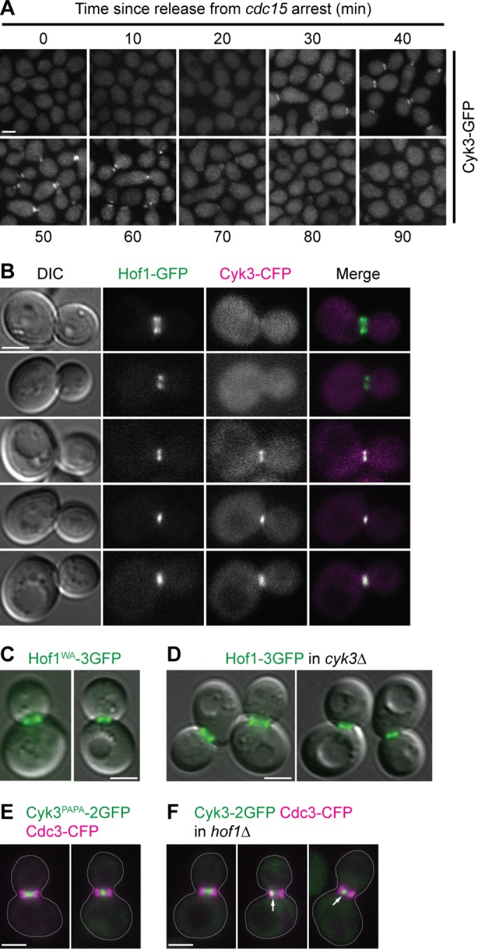 FIGURE 3: