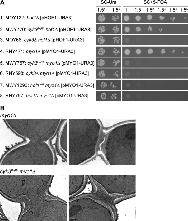 FIGURE 6: