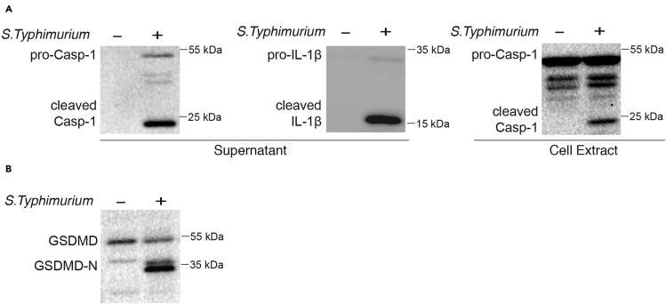 Figure 2