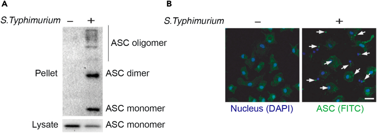 Figure 3