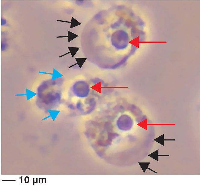 Figure 1