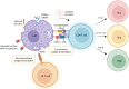 Graphical Abstract
