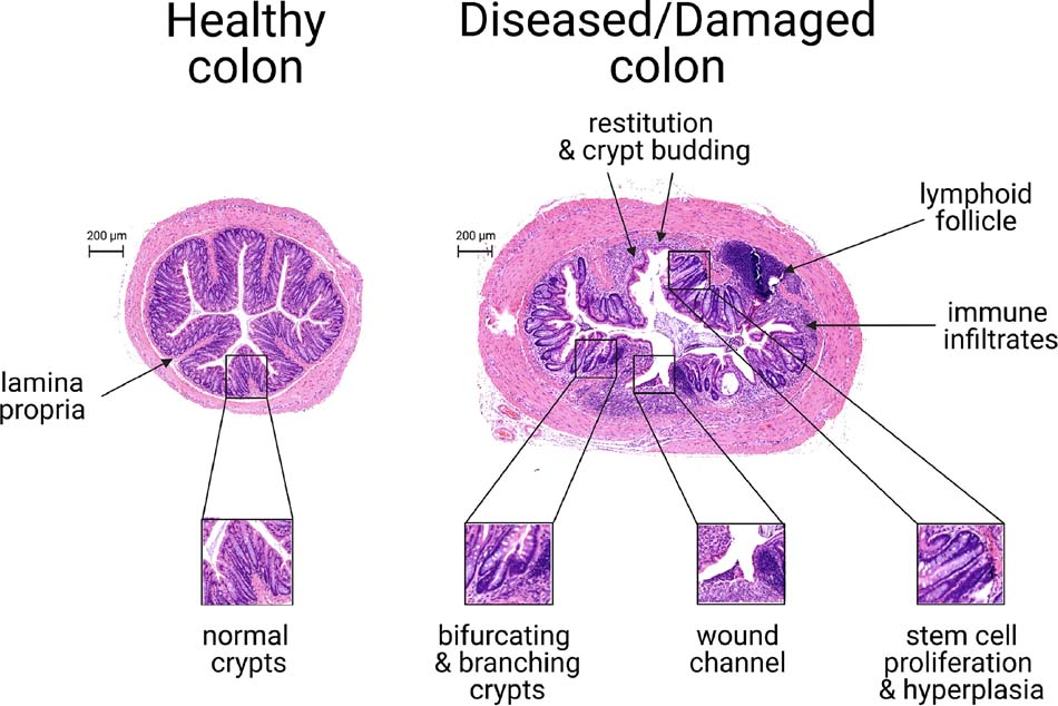 Fig 1.