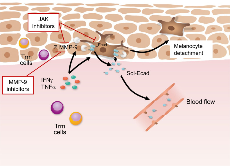 graphic file with name jciinsight-5-133772-g184.jpg