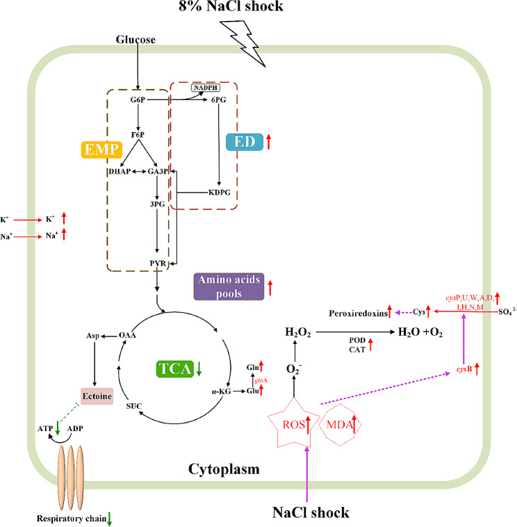 Fig. 8