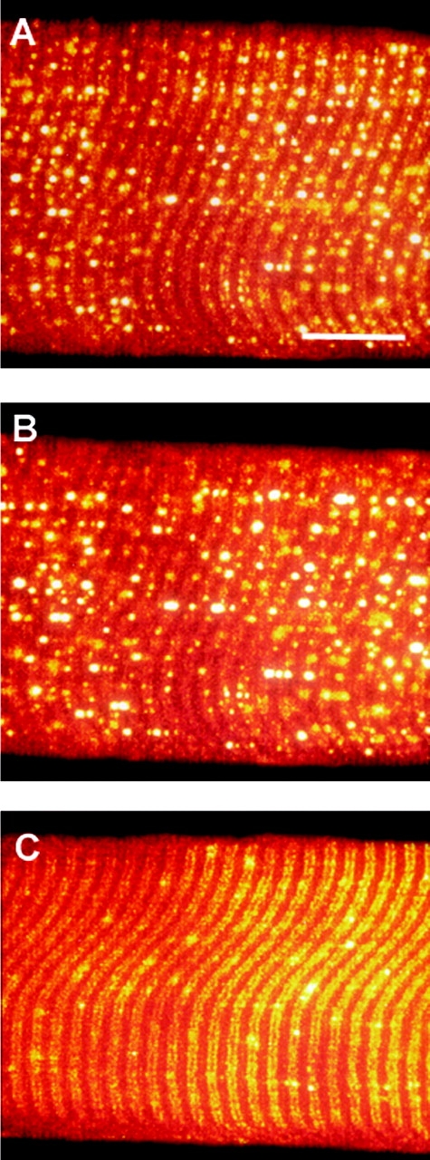 Figure 10. 