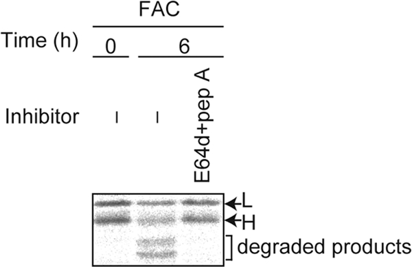 Fig. 8.