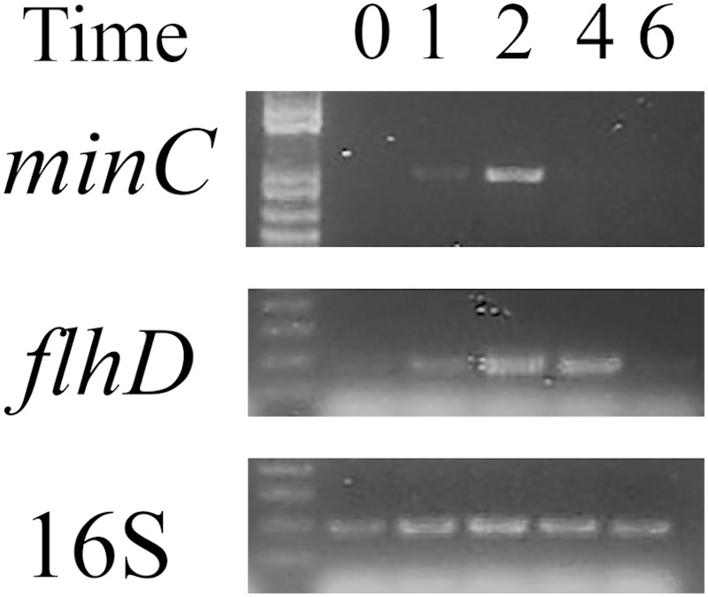 FIG 3