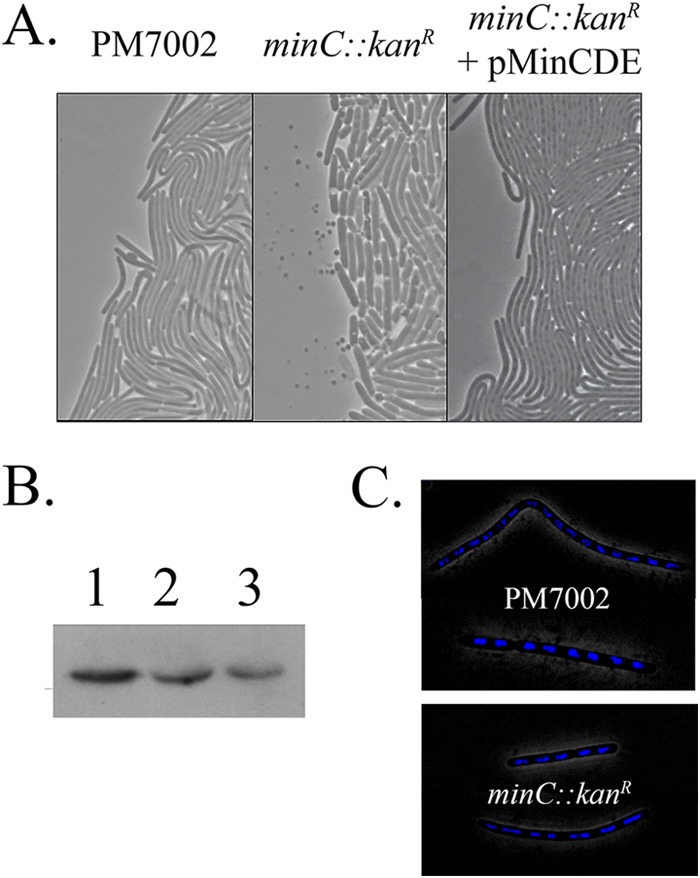 FIG 6