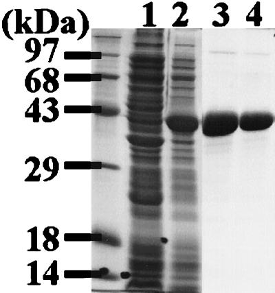 FIG. 5