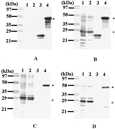 FIG. 6