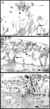 FIG. 7.