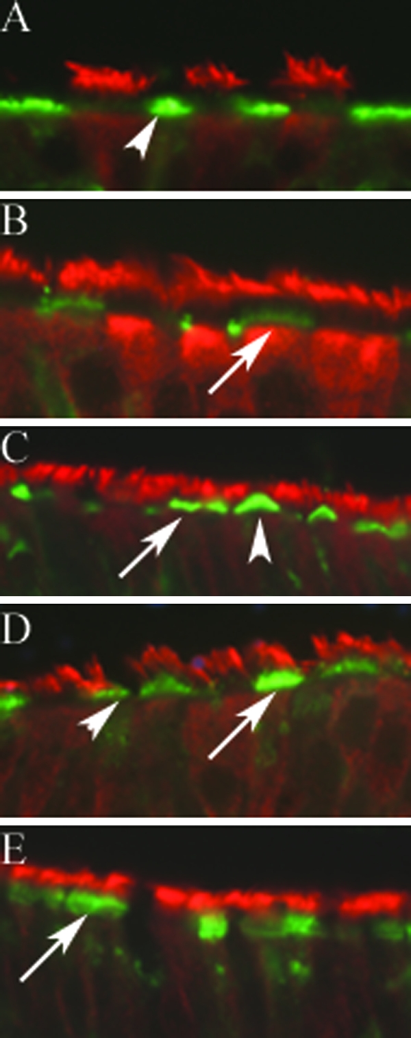 FIG. 1.