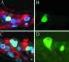 FIG. 2.