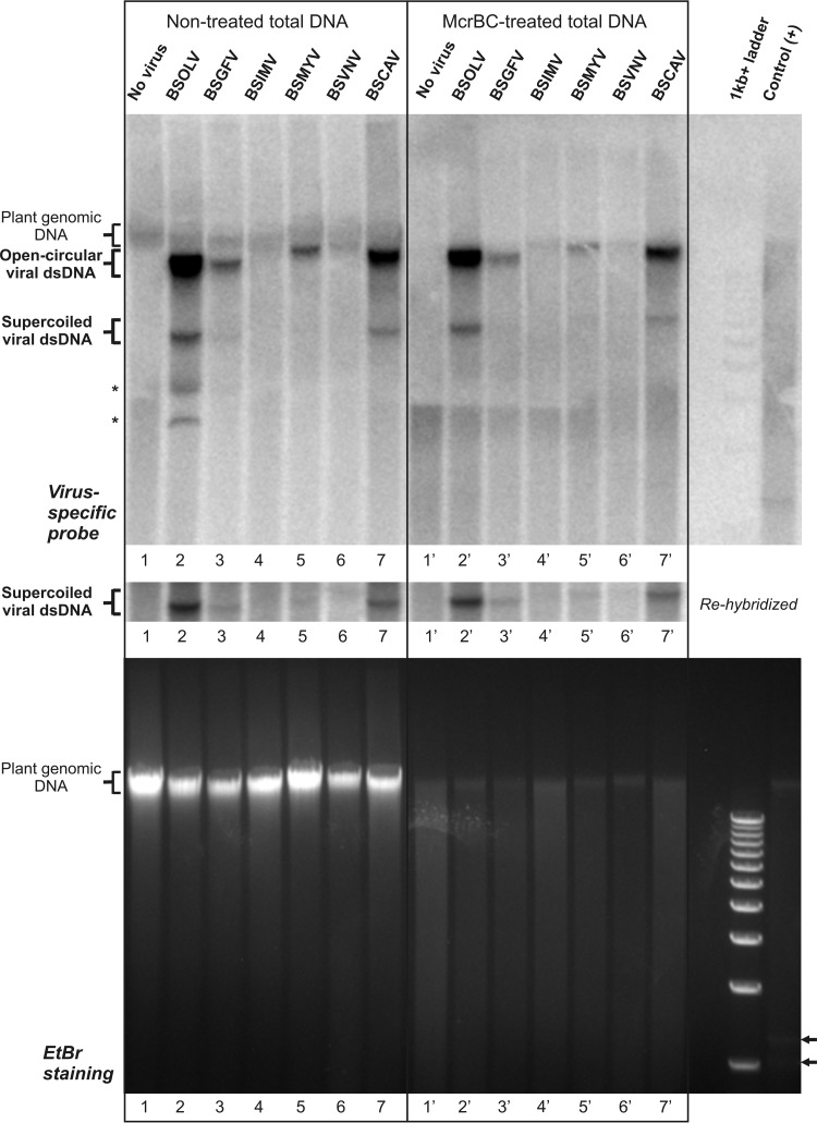 FIG 5