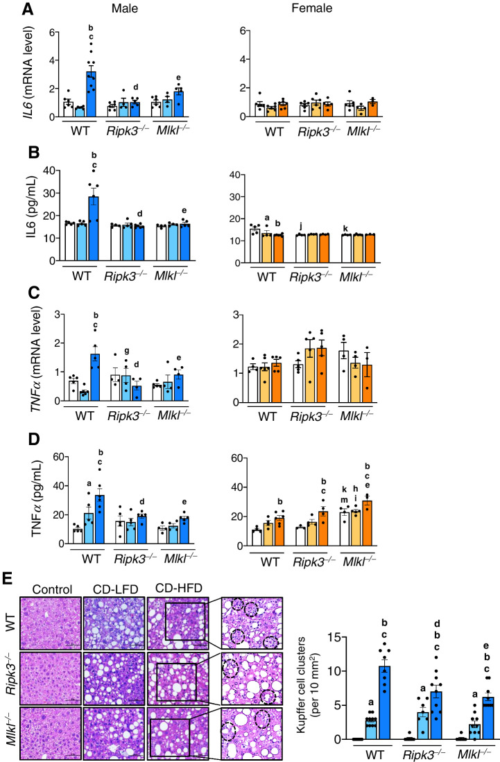 Figure 2. Deleting Ripk3 or Mlkl reduced CD-HFD induced inflammation in male mice. Transcript levels of hepatic IL6 (A), circulating IL6 (B), transcript levels of hepatic TNFα (C), and circulating TNFα (D) in male (left) and female (right) mice. E, Left: Images of H&E stained sections. Black dotted circles represent KC clusters. Scale bar: 50 μm. Right: Graphical representation of the number of KC clusters in each group. Males: NC (white), CD-LFD (light blue) or CD-HFD (dark blue). Females: NC (white), CD-LFD (light orange) or CD-HFD (dark orange).