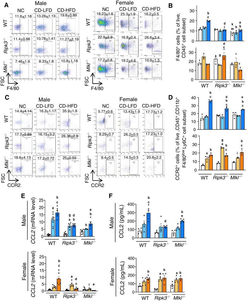 Figure 3. Deleting Ripk3 or Mlkl reduced CD-HFD–induced CCL2 and CCR2+ve macrophages. Left: Flow cytometric analysis of percentage of F4/80+ve cell population (A) and CCR2+ve cell population (C) in the livers of male (left) and female (right) mice. Right: Graphical representation of the percentage population of F4/80+ve cells gated on liver CD45+ve cell subset (B) and CCR2+ve cells, gated on liver CD45+, CD11b+, F4/80low, Ly6C+, Ly6G− cell subsets (D) in male (top) and female (bottom) mice. Transcript levels of hepatic CCL2 (E) and circulating CCL2 (F). Males: NC (white), CD-LFD (light blue) or CD-HFD (dark blue). Females: NC (white), CD-LFD (light orange) or CD-HFD (dark orange).