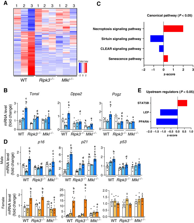 Figure 6. Genes upregulated or downregulated in response to CD-LFD or CD-HFD in WT, Ripk3−/− or Mlkl−/− mice. A, Schematic representation of transcriptome analysis of liver tissue extracts. Red color represents genes that are significantly upregulated and blue color represents genes that are significantly downregulated (1: NC, 2: CD-LFD, 3: CD-HFD). B, Transcript levels of Tonsl, Dppa2, and Pogz normalized to β-microglobulin in male mice. C, Graphical representation of canonical pathways which are significantly upregulated (red) and downregulated (blue). D, Transcript levels of p16, p21, and p53 in male (top) and female (bottom). E, Upstream regulators that are significantly upregulated (red) and downregulated (blue) in male mice. Males: NC (white), CD-LFD (light blue) or CD-HFD (dark blue). Females: NC (white), CD-LFD (light orange) or CD-HFD (dark orange).