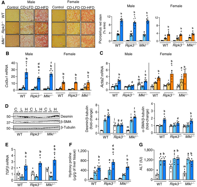 Figure 4. Deleting either Ripk3 or Mlkl did not alter liver fibrosis. A, Left: PSR staining of liver sections of male (left) and female (right) mice. Scale bar: 50 μm. Right: Graphical representation of PSR quantification. Transcript levels of Col3α1 (B) and Acta2 (C) in male (left) and female mice (right). D, Left: Immunoblots of liver tissue extracts for desmin, α-SMA, and β-tubulin from male mice fed NC (C) or CD-LFD (L) or CD-HFD (H). Right: Graphical representation of quantified blots normalized to β-tubulin. Transcript levels of hepatic TGFβ normalized to β-microglobulin (E), liver hydroxyproline content (F), and serum ALT levels (G). Males: NC (white), CD-LFD (light blue) or CD-HFD (dark blue). Females: NC (white), CD-LFD (light orange) or CD-HFD (dark orange).