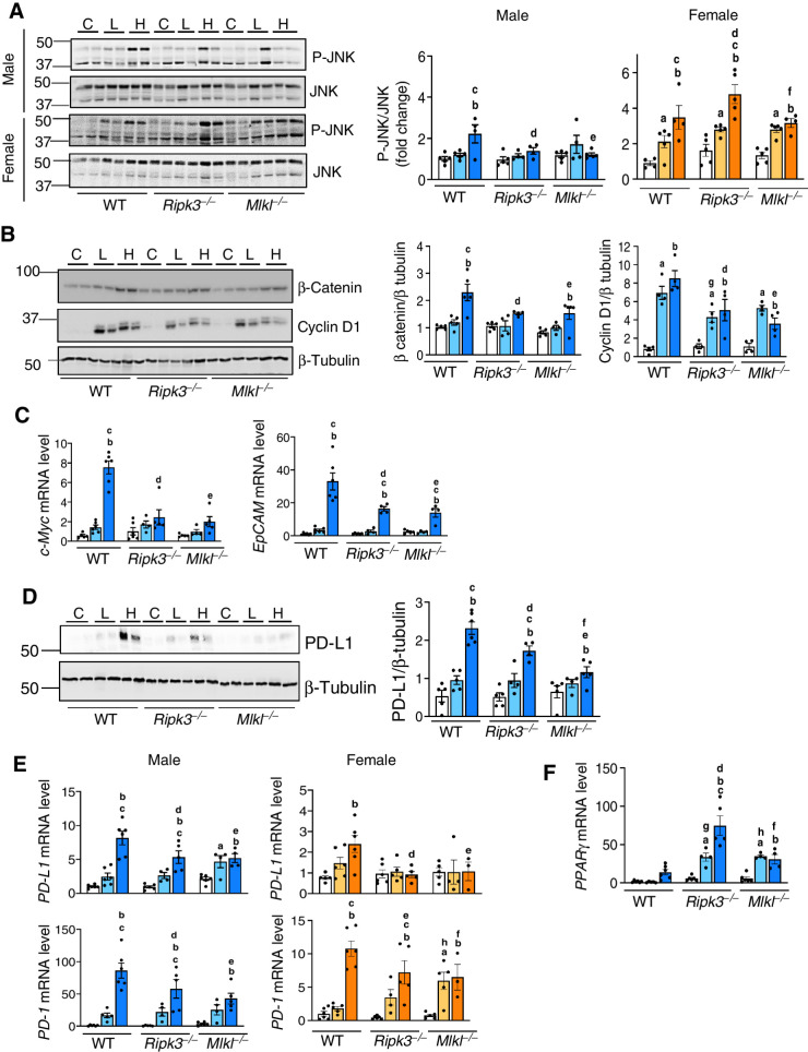 Figure 7. Changes in pathways involved in HCC. A, Left: Immunoblots of liver tissue extracts for P-JNK and JNK male (top) and female (bottom) mice fed NC (C), CD-LFD (L) or CD-HFD (H). Right: Graphical representation of quantified phosphoprotein normalized to total protein. B, Immunoblots of liver tissue extracts for β-catenin, cyclin-D1 and β-tubulin (left) from male mice. Right: Graphical representation of quantified blots normalized to β-tubulin. C, Transcript levels of c-Myc (left) and EpCAM (right). D, Left: Immunoblots of liver tissue extracts for PD-L1 and β-tubulin. Right: Graphical representation of quantified blots normalized to β-tubulin. Transcript levels of (E) hepatic PD-L1 (top) and PD-1 (bottom), and (F) PPARγ normalized to β-microglobulin. Males: NC (white), CD-LFD (light blue) or CD-HFD (dark blue). Females: NC (white), CD-LFD (light orange) or CD-HFD (dark orange).