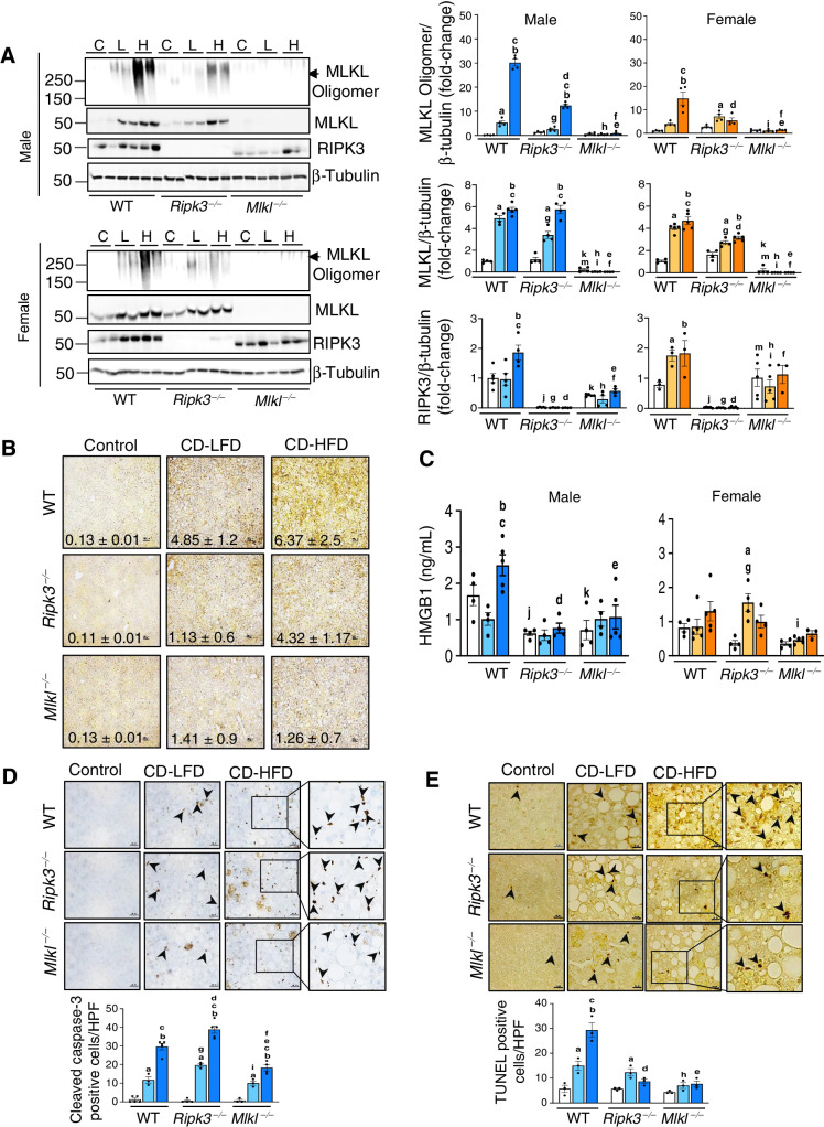 Figure 1. CD-HFD increased necroptosis in liver and deleting either Ripk3 or Mlkl reduced necroptosis. A, Left: Immunoblots of liver tissue extracts for MLKL oligomers, MLKL, RIPK3, and β-tubulin from WT, Ripk3−/−, and Mlkl−/− male (top) and female (bottom) mice fed NC (C), CD-LFD (L) or CD-HFD (H). Right: Graphical representation of quantified blots normalized to β-tubulin. Males: NC (white), CD-LFD (light blue) or CD-HFD (dark blue). Females: NC (white), CD-LFD (light orange) or CD-HFD (dark orange). B, IHC staining for P-MLKL in liver sections from WT, Ripk3−/−, and Mlkl−/− male mice fed NC or CD-LFD or CD-HFD. The intensity of staining was quantified and represented. Scale bar: 25 μm. C, HMGB1 in plasma of WT, Ripk3−/−, and Mlkl−/− male (left) and female (right) mice. D, Top: IHC staining for cleaved caspase-3 in liver sections from male mice. Bottom: Graphical representation of number of cleaved caspase-3 positive cells per high-power field (HPF). Scale bar: 50 μm. E, Top: TUNEL staining in liver sections from male mice. Bottom: Graphical representation of number of TUNEL positive cells per HPF. Scale bar: 50 μm. Arrowheads indicate positive cells. For Figs. 1–7, data are represented as mean ± SEM, n = 4–6 per group, Two-way ANOVA P < 0.05. a-NC versus CD-LFD, b-NC versus CD-HFD, c-CD-LFD versus CD-HFD. Between groups: j-WT NC versus Ripk3−/− NC, k-WT NC versus Mlkl−/− NC, m-Ripk3−/− NC versus Mlkl−/− NC, g-WT CD-LFD versus Ripk3−/− CD-LFD, h-WT CD-LFD versus Mlkl−/− CD-LFD, i-Ripk3−/− CD-LFD versus Mlkl−/− CD-LFD, d-WT CD-HFD versus Ripk3−/− CD-HFD, e-WT CD-HFD versus Mlkl−/− CD-HFD, f-Ripk3−/− CD-HFD versus Mlkl−/− CD-HFD.