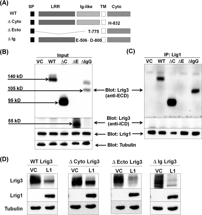 FIGURE 11.