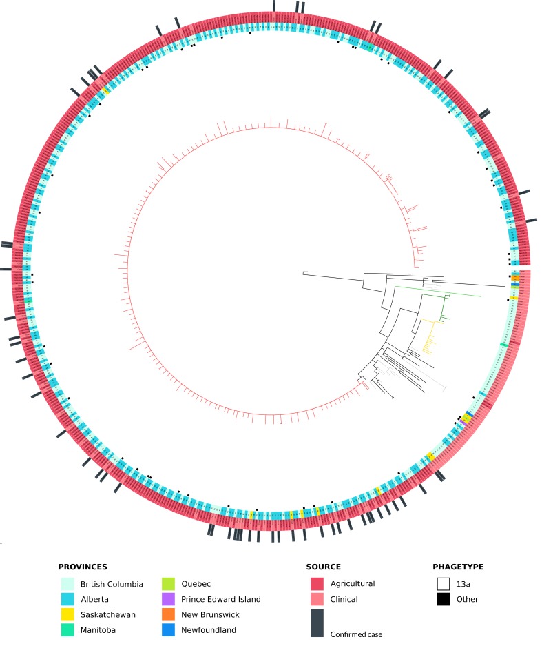 SNVPhyl was used to map all of the SE isolates against the 08-3405 reference genome (bright green) and call high quality SNVs (hqSNV) from the core genome. Over 85% of the sequence data mapped to the reference genome and a total of 441 core hqSNVs were used to construct the phylogenetic tree. The outbreak clade is shown as red branches (note that the outbreak isolates 15-4336 and 15-4529 are not represented in this tree), while two other uninvestigated clades are shown in gold and dark green branches. Smaller clusters are highlighted as light grey branches. The inner most ring indicates non-13a phagetypes; if no black square is present then the isolate is PT13a. The second inner most ring (mainly cyan and turquoise) indicates the province where the isolate originated. The second outer-most ring (shades of red) indicates if the isolates came from a clinical or agricultural source. Finally, the dark grey bars in the outer-most ring indicate cases with confirmed exposure to chicks and poults.