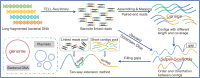 Graphical Abstract