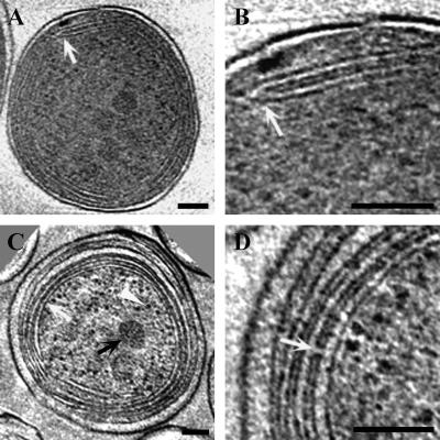 FIG. 5.