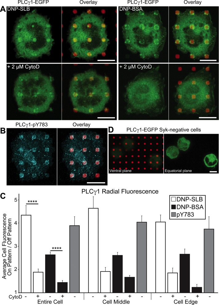 FIGURE 4: