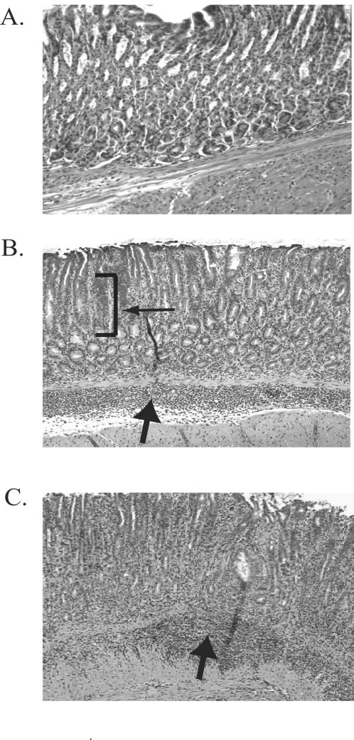 FIG. 2.